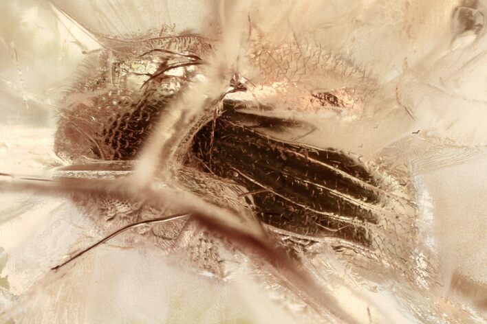 Detailed Fossil Beetle (Ptinidae) in Baltic Amber #321741